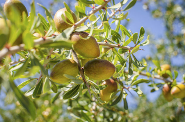 ARGAN BIO